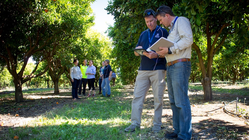 Storm impact assessors stand between rows of citrus trees.