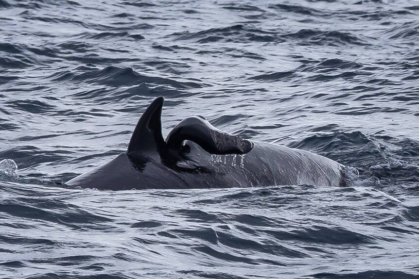 a damaged dorsal fin poking out from the water