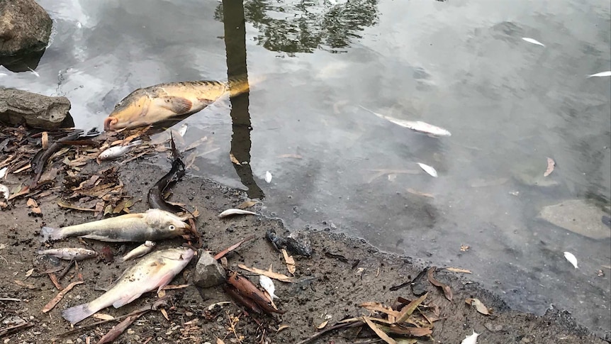 Fish lie on the river bank