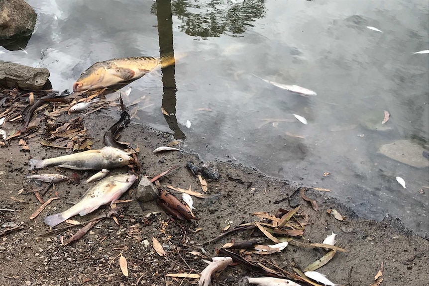 Fish lie on the river bank