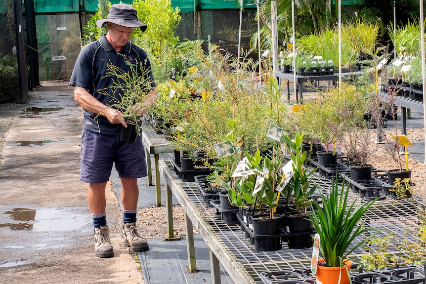 A man stands in a garden nursery setting.