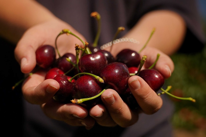 There is a bunch of cherries in a persons hand.