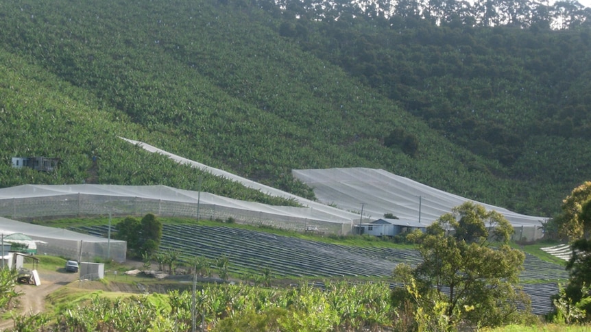 Coffs Harbour has a long history of banana growing, now there's also blueberries, tomatoes and cucumbers.