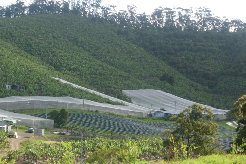 Rows of plants in fields under nets on a blueberry farm.