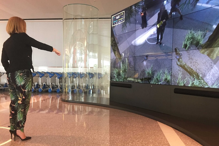 A woman stands in front of a large video screen, on which she can be seen shining a spotlight on some bettongs.