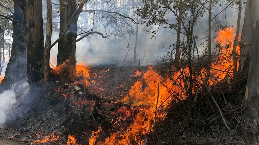 Bright orange fire burns through charred bushland.