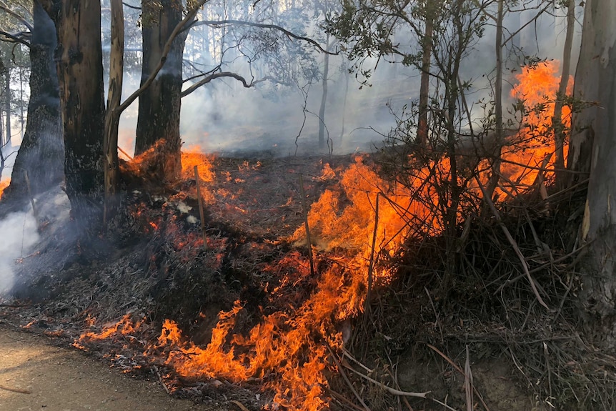 Bright orange fire burns through charred bushland.