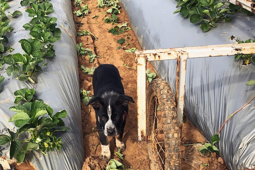 Dog stands among rows of strawberry plants