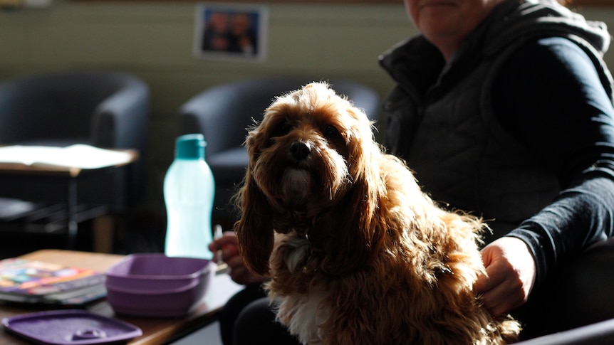A therapy dog sitting in a chair in a school staff room