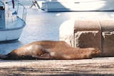 Seal at Rushcutters Bay Park