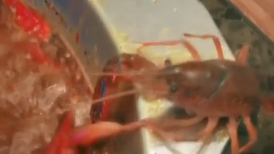 A crayfish is sitting on the edge of a hotpot at a restaurant as it cuts its own claw off.