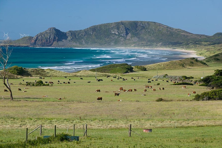 A rugged treeless mountain dominates the background, while cattle graze on grasslands and waves crash on a blue curved coast
