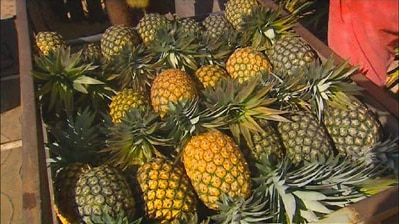 Many Qld pineapple growers say biosecurity officials should conduct more research before allowing Malaysian imports into Australia.