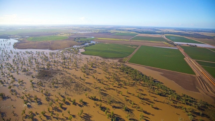 Aerial shot of flood waters flowing adjacent to irrigated crops in NSW