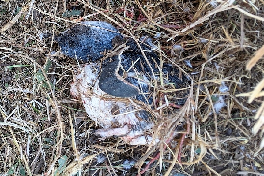 A dead Little Penguin lies on grass