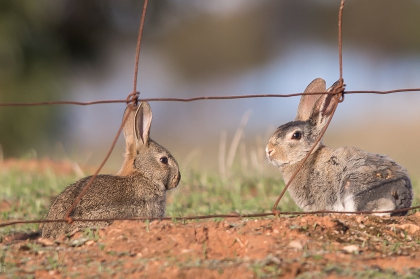 Rabbits on a rural property