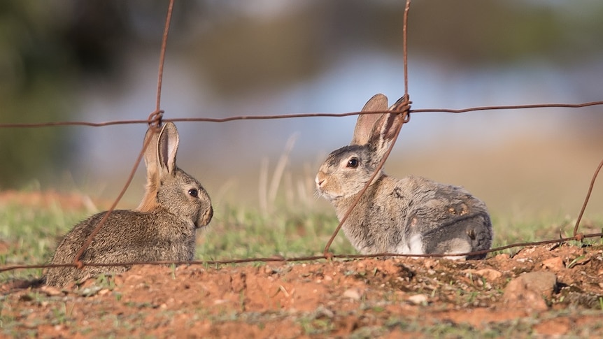 Rabbits on a rural property
