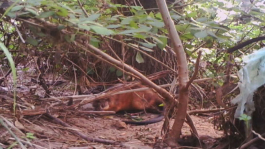 A native water rat filmed by a stop-motion camera at Sturt Gorge