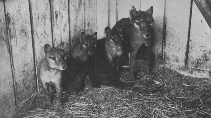 Thylacines at Beaumaris Zoo.