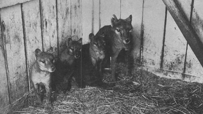 Tasmanian tiger babies could be a reality ‘within 10 years’, Melbourne University team says after partnering with US firm Colossal