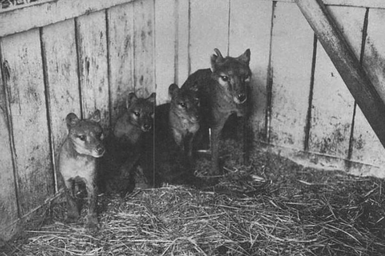 Thylacines au zoo de Beaumaris.