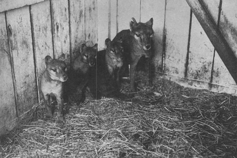 Thylacines at Beaumaris Zoo.