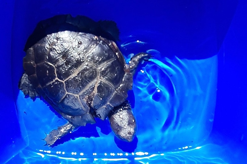 A western swamp tortoise in a blue bucket.