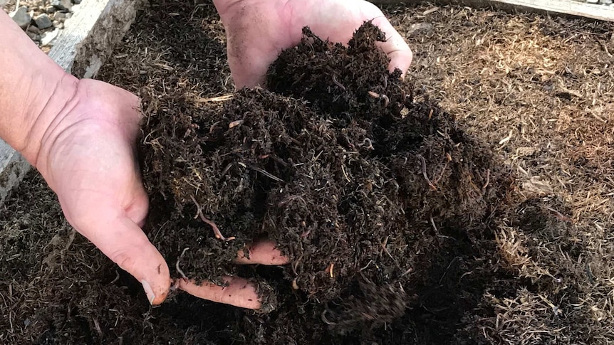 Quality worms for quality compost