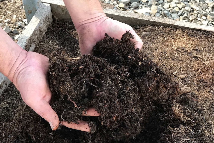 A pair of hands lifts soil laden with worms out of a garden bed.
