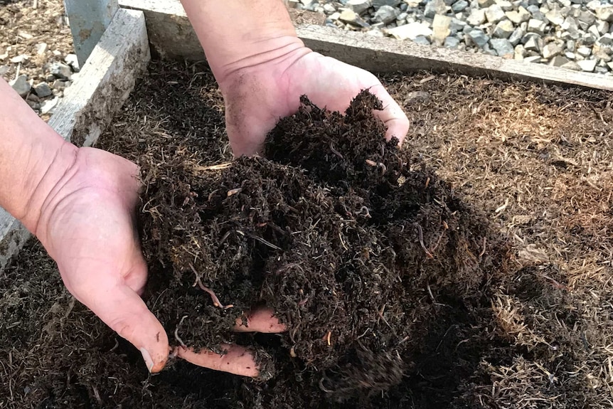 Quality worms for quality compost