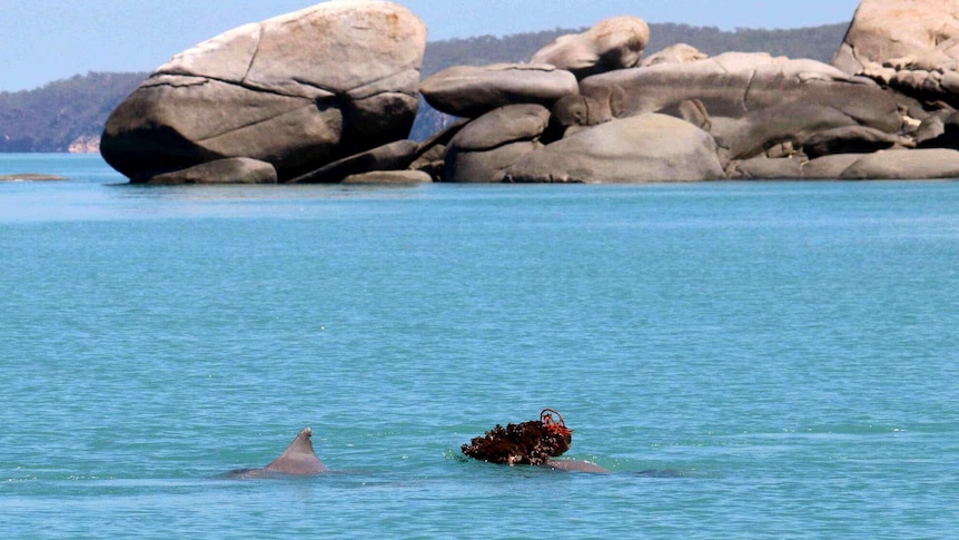 A humpback dolphin pushes a sponge in the water next to another dolphin, with rocks in the background.