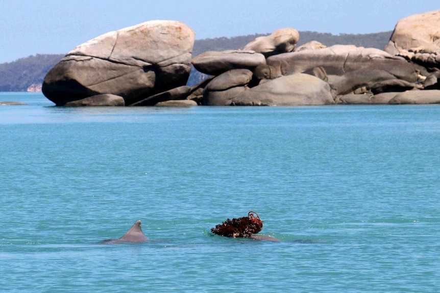 A humpback dolphin pushes a sponge in the water next to another dolphin, with rocks in the background.