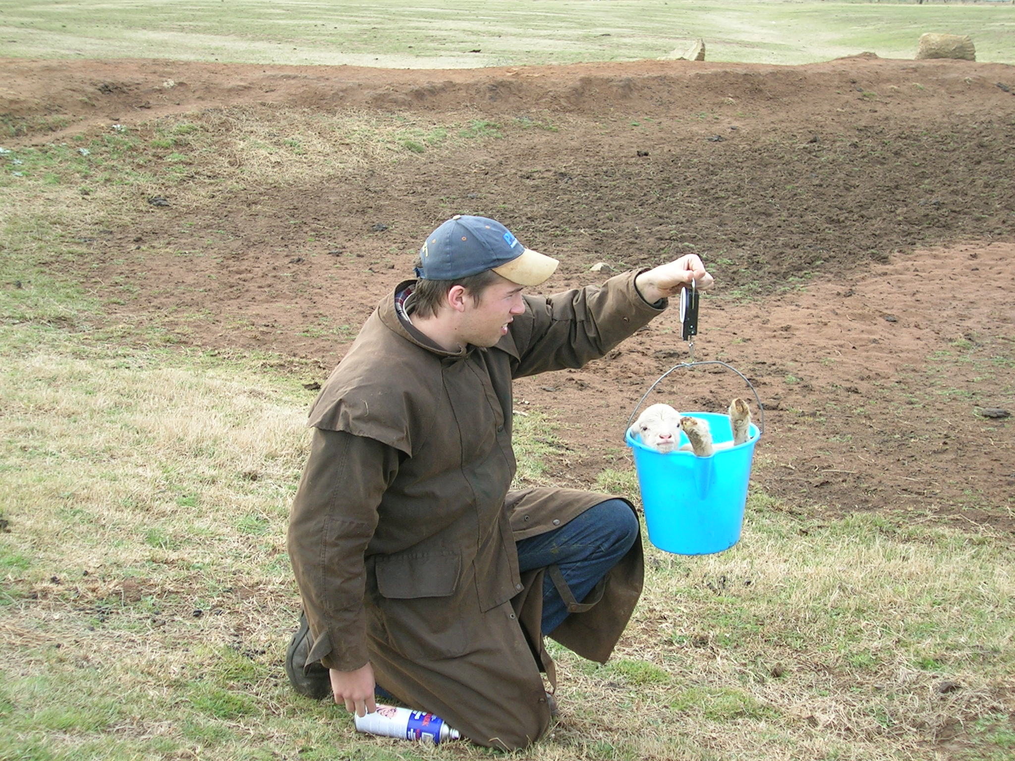 Photo of a man holding a bucket with a lamb in it.