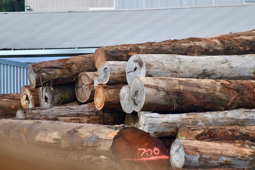 Jarrah logs sitting in the yard of Auswest Timbers' facility in Greenbushes.