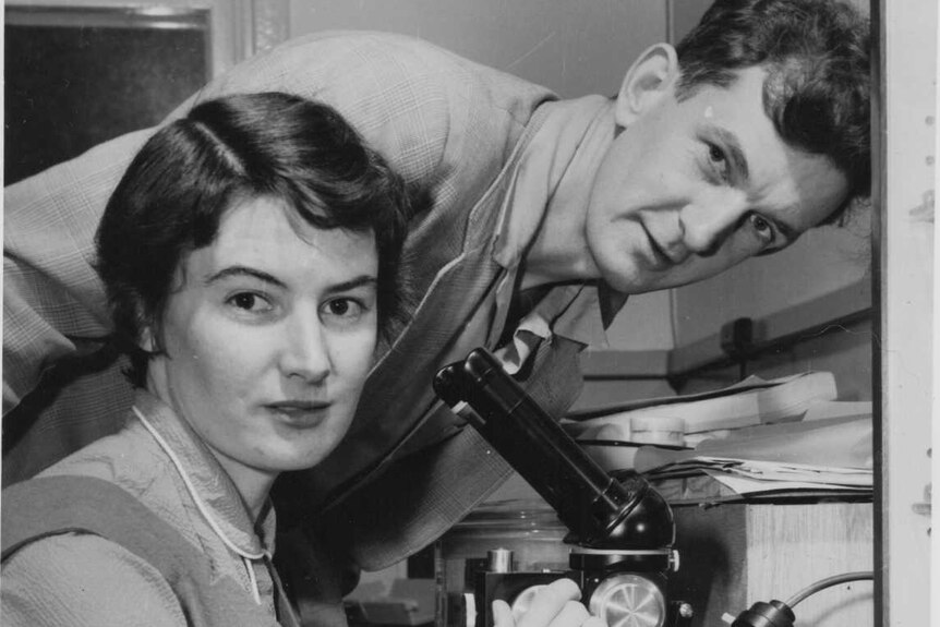 Scientists Barbara and Bert Main using a microscope in 1956