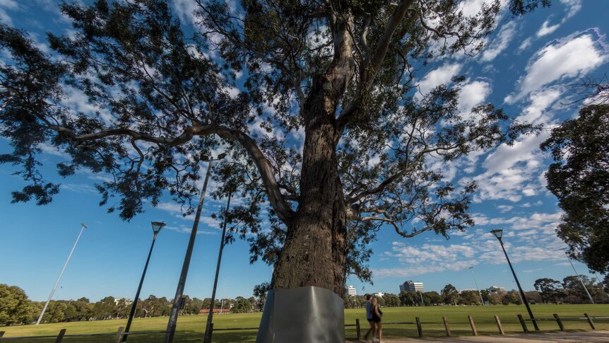 A tree grows in Princes Park, Melbourne, with a sports field in the background.