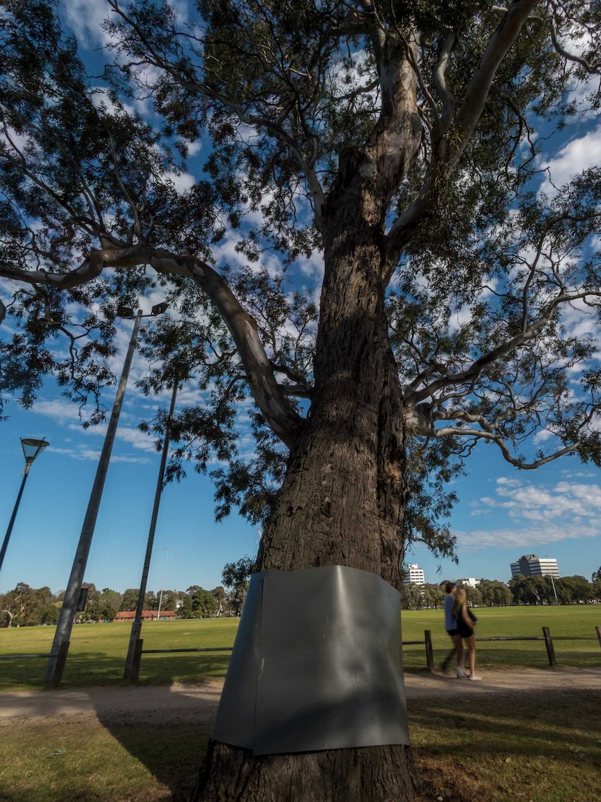 A tree grows in Princes Park, Melbourne, with a sports field in the background.