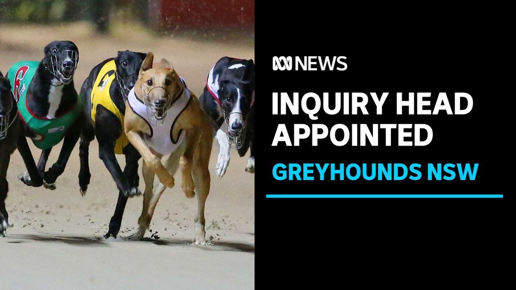 ABC News NSW: Commissioner appointed to investigate NSW greyhound ...