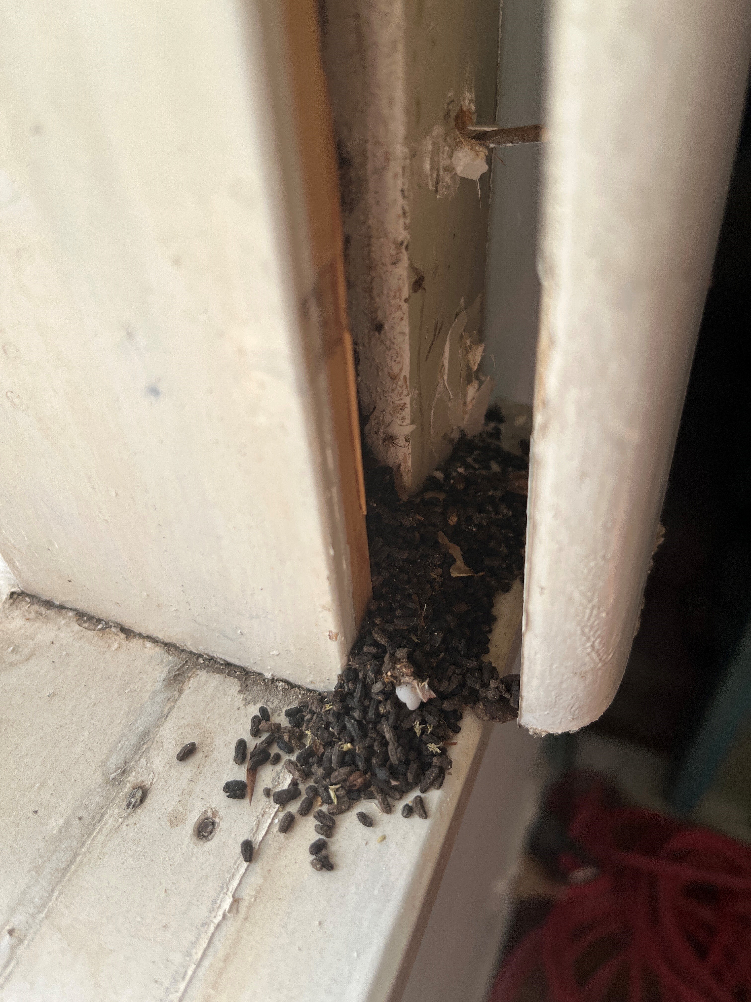 Mouse droppings on a windowsill found during a renovation