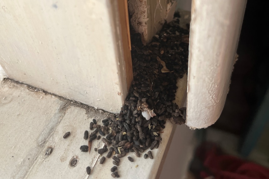 Mouse droppings on a windowsill found during a renovation