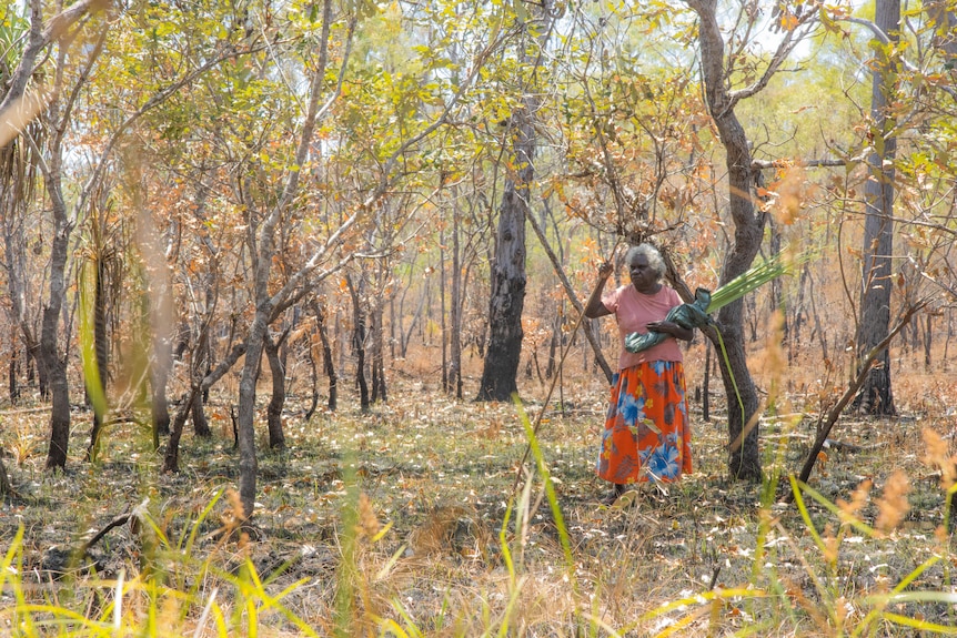 Doreen, a Burarra woman in her 60s with curly grey hair, is wearing a pink shirt and red skirt and holding pandanus leaves.