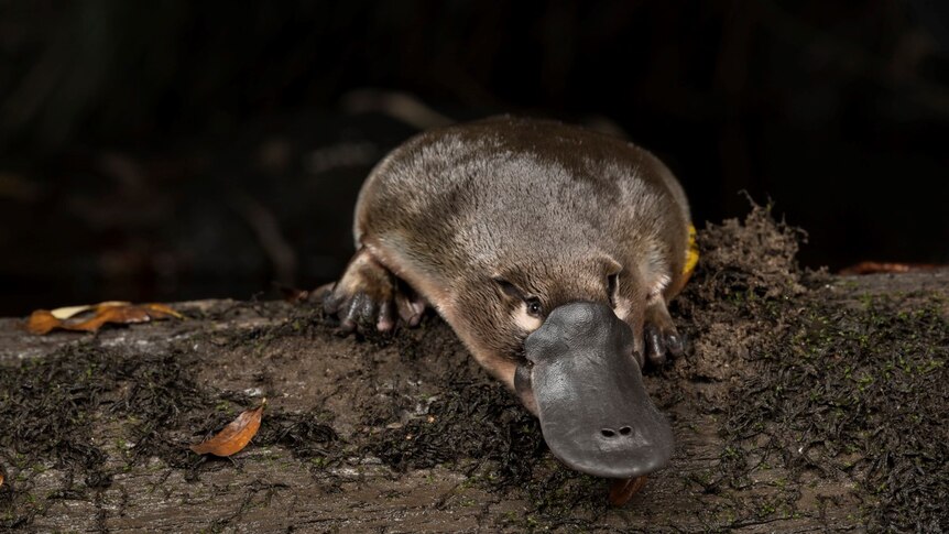 A healthy platypus captured by photographer Douglas Gimesy
