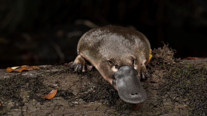 A healthy platypus captured by photographer Douglas Gimesy