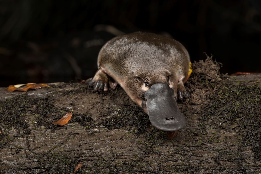 A healthy platypus captured by photographer Douglas Gimesy