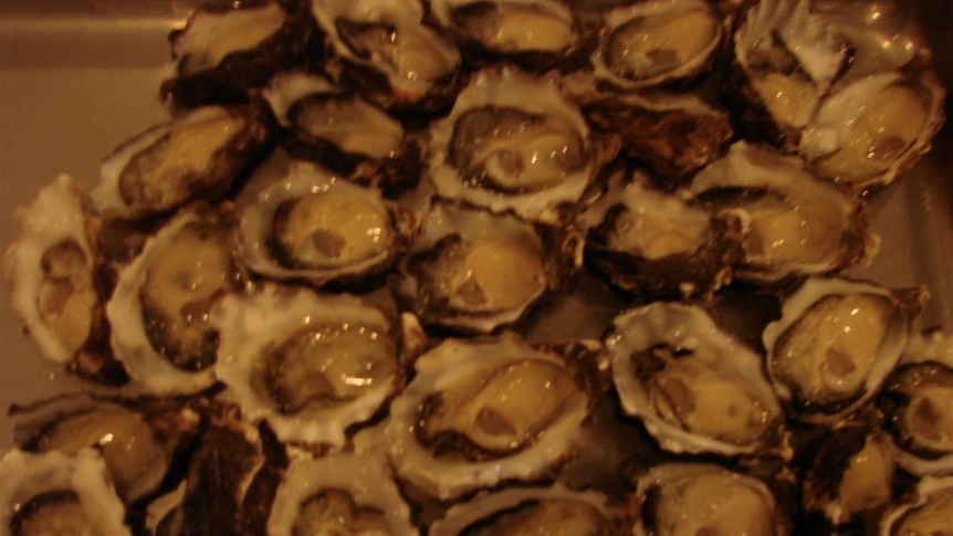 Oyster thefts at Port Stephens