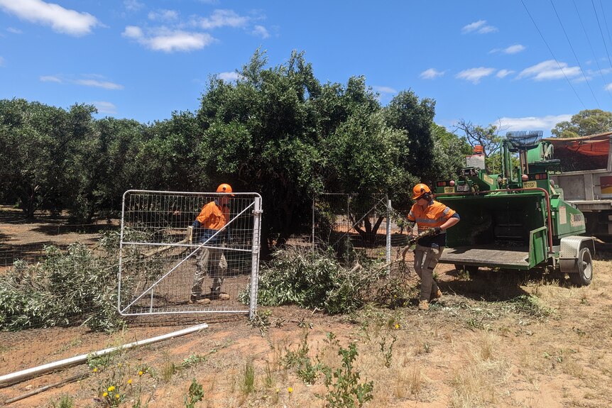 Two men in orange high-vis and safety gear lug chopped parts of an olive tree across a front yard and into a woodchipper.