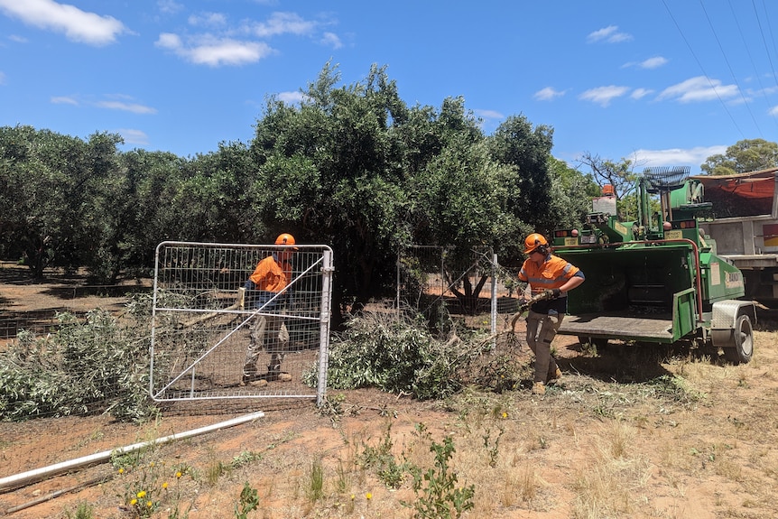 Two men in orange high-vis and safety gear lug chopped parts of an olive tree across a front yard and into a woodchipper.