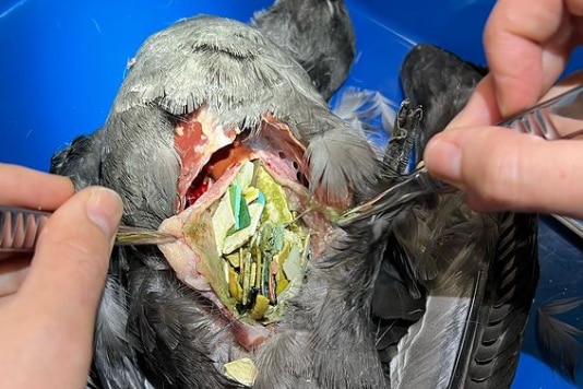 Disected bird has a large amount of plastic inside of it.
