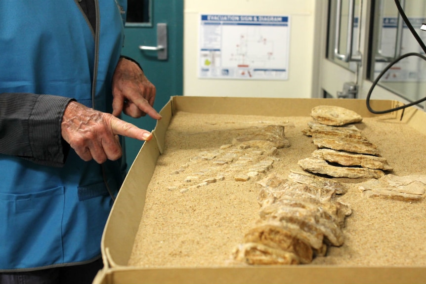 Ichthyosaur bones laid out in shallow cardboard box filled with sand.