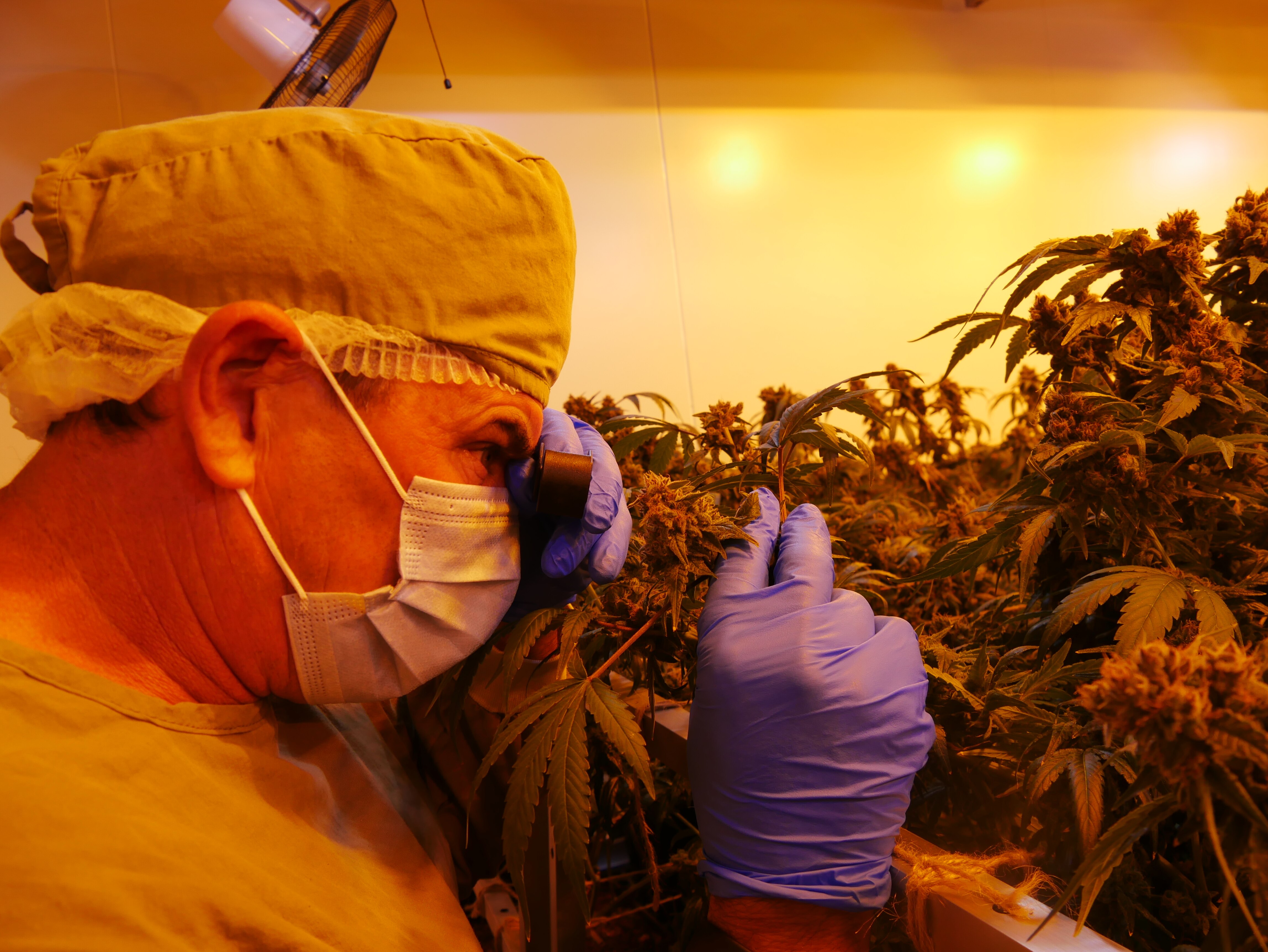 A man looks closely at a cannabis plant